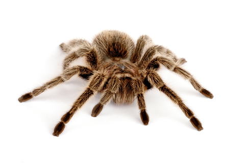 Rose Hair Tarantula For Sale, Rose Hair Tarantula For Sale Near Me, Rose Hair Tarantula For Sale Uk, Rose Hair Tarantula For Sale Cheap